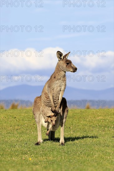Eastern grey kangaroo (Macropus giganteus)