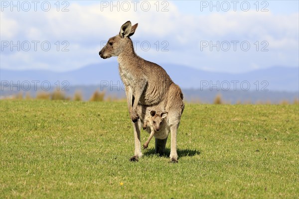 Eastern grey kangaroo (Macropus giganteus)