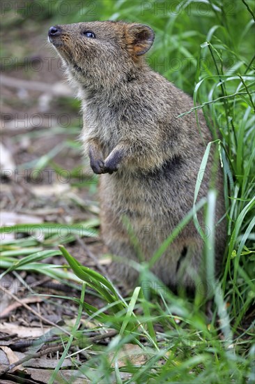 Quokka (Setonix brachyurus)