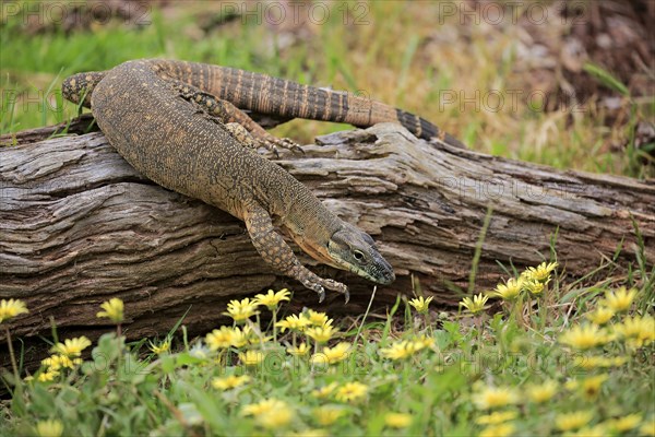 Rosenberg's monitor (Varanus rosenbergi)