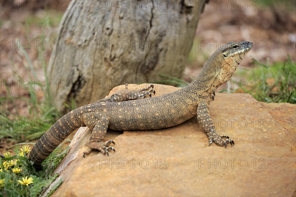 Rosenberg's monitor (Varanus rosenbergi)