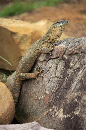 Rosenberg's monitor (Varanus rosenbergi)