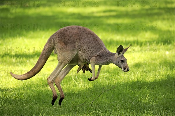 Red kangaroo (Macropus rufus)