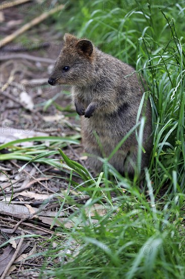 Quokka (Setonix brachyurus)