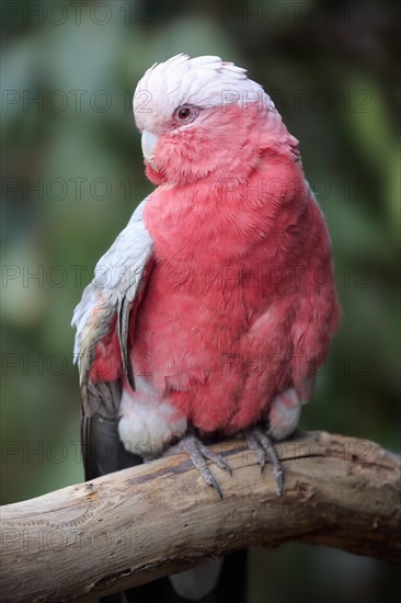 Galah (Eolophus roseicapilla)