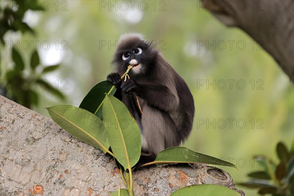 Dusky leaf monkey (Trachypithecus obscurus)