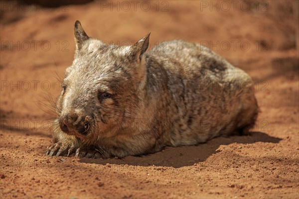 Southern hairy-nosed wombat (Lasiorhinus latifrons)