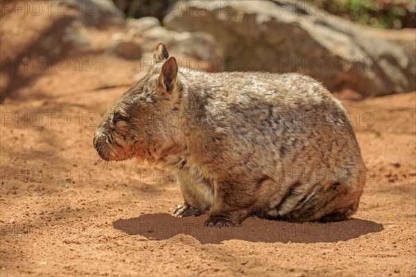 Southern hairy-nosed wombat (Lasiorhinus latifrons)