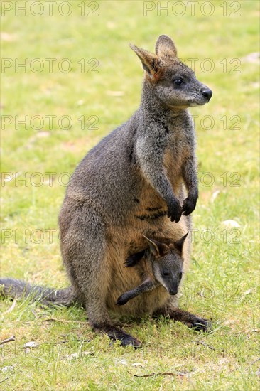 Swamp wallaby (Wallabia bicolor)