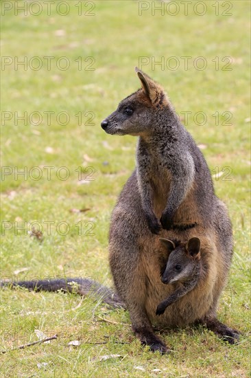 Swamp wallaby (Wallabia bicolor)