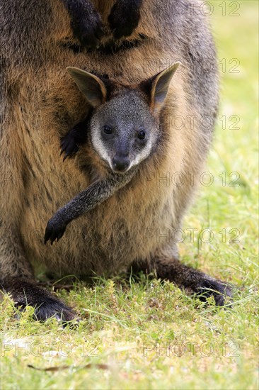 Swamp wallaby (Wallabia bicolor)