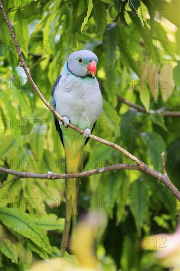 Blue-winged parakeet (Psittacula columboides)