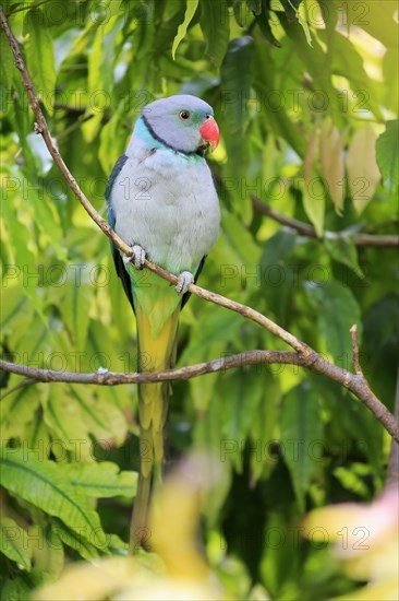 Blue-winged parakeet (Psittacula columboides)