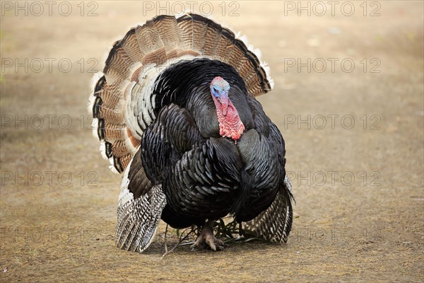 Common turkey (Meleagris gallopavo)