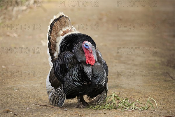 Common turkey (Meleagris gallopavo)