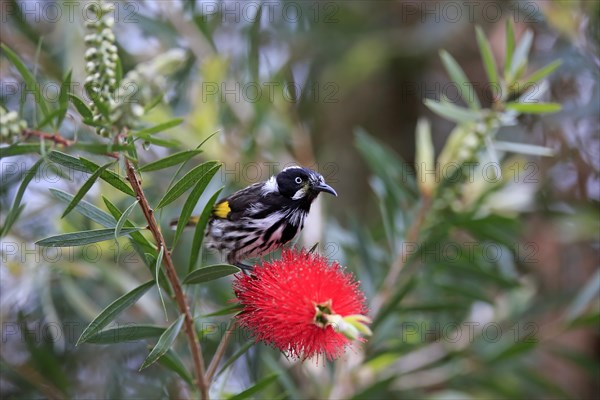 New Holland honeyeater (Phylidonyris novaehollandiae)