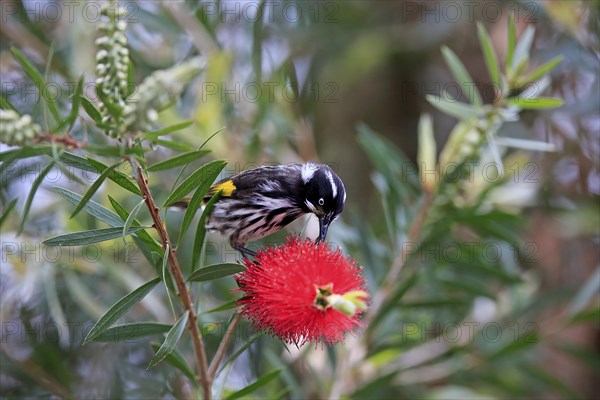 New Holland honeyeater (Phylidonyris novaehollandiae)