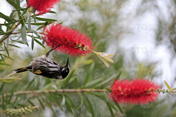 New Holland honeyeater (Phylidonyris novaehollandiae)