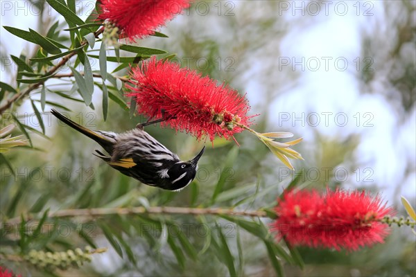 New Holland honeyeater (Phylidonyris novaehollandiae)