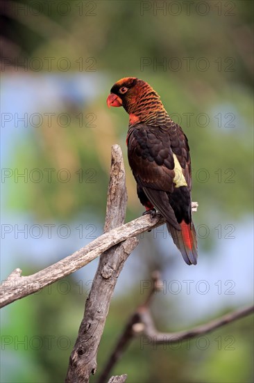 White cub lory (Pseudeos fuscata)