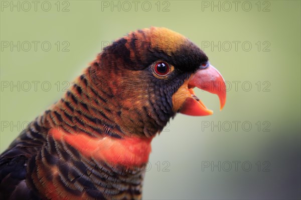 White cub lory (Pseudeos fuscata)