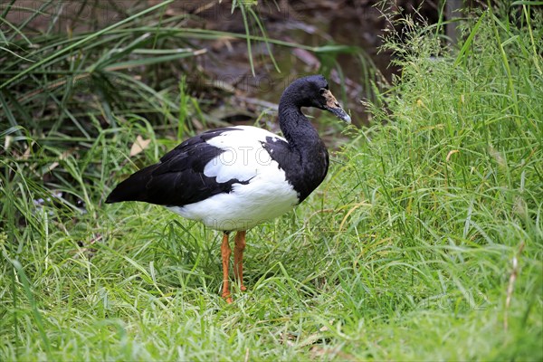 Magpie goose (Anseranas semipalmata)