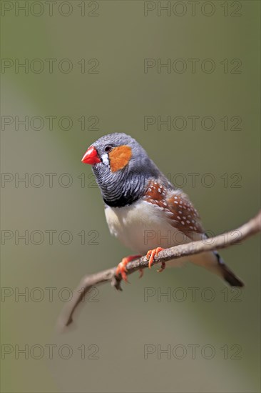 Zebra finch (Taeniopygia guttata)