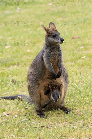 Swamp wallaby (Wallabia bicolor)