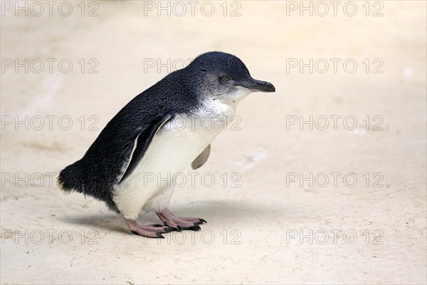 Little penguin (Eudyptula minor)