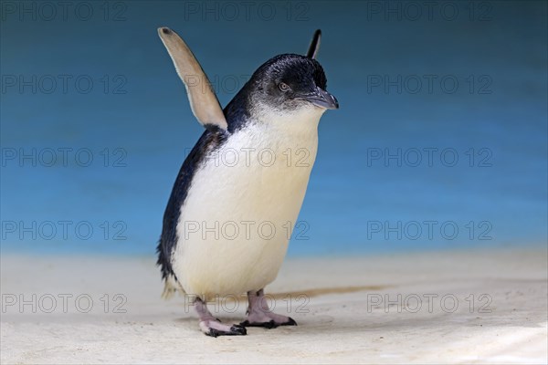 Little penguin (Eudyptula minor)