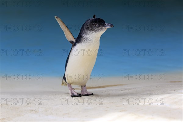 Little penguin (Eudyptula minor)