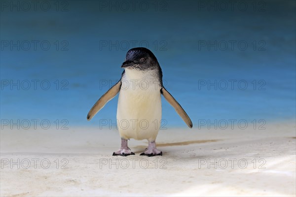 Little penguin (Eudyptula minor)