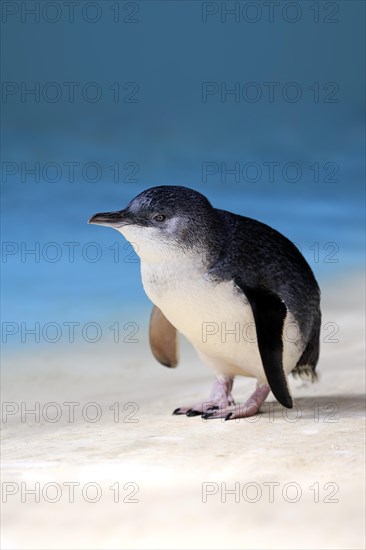 Little penguin (Eudyptula minor)