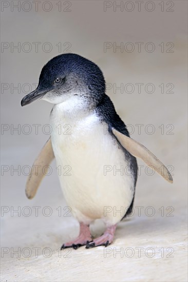 Little penguin (Eudyptula minor)