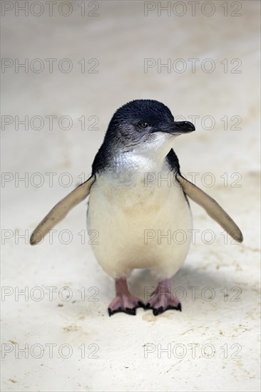 Little penguin (Eudyptula minor)