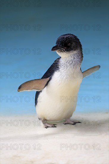 Little penguin (Eudyptula minor)