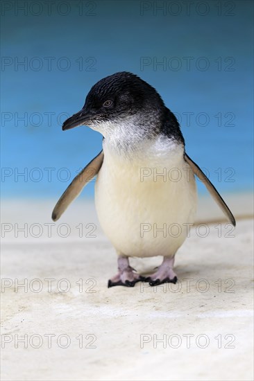 Little penguin (Eudyptula minor)