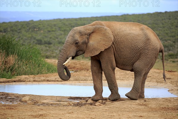 African elephant (Loxodonta africana)