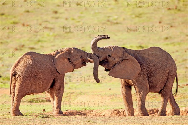 African elephant (Loxodonta africana)