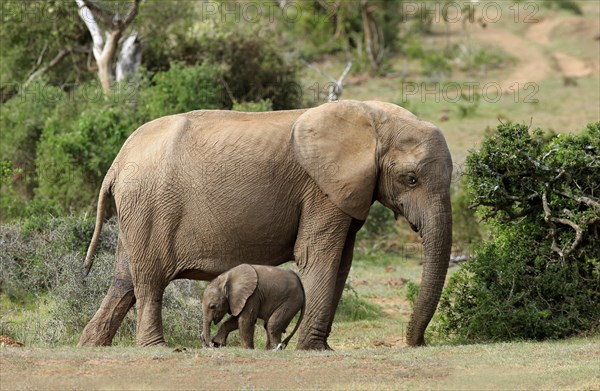 African elephant (Loxodonta africana)