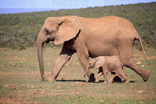 African elephant (Loxodonta africana)