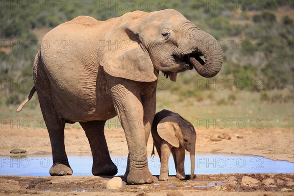 African elephant (Loxodonta africana)