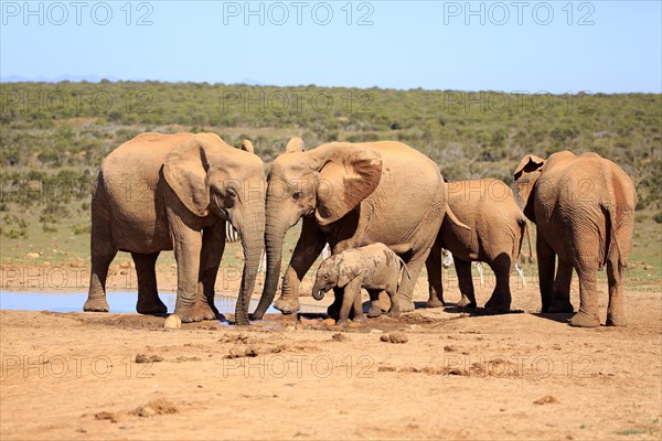 African elephants (Loxodonta africana)