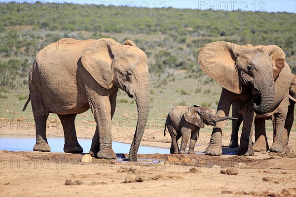 African elephants (Loxodonta africana)