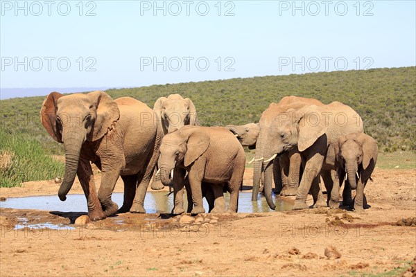 African elephants (Loxodonta africana)