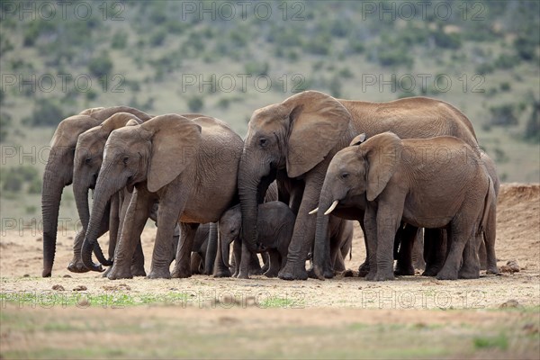 African elephants (Loxodonta africana)