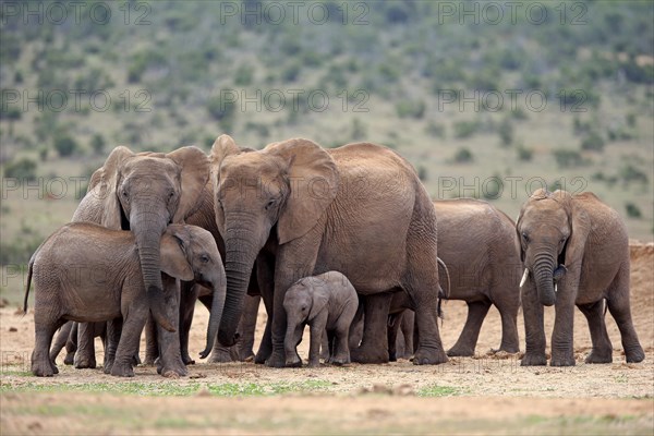 African elephants (Loxodonta africana)