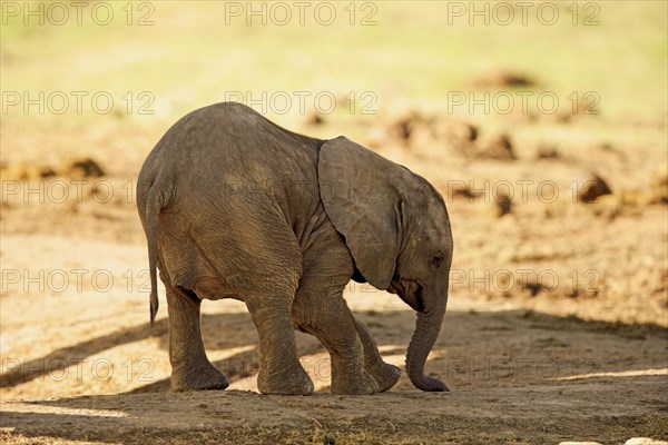 African elephant (Loxodonta africana)