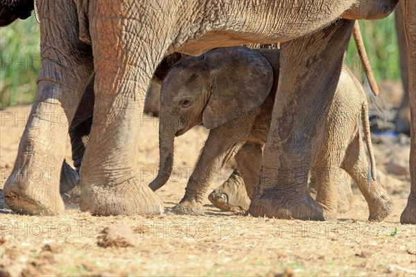 African elephant (Loxodonta africana)