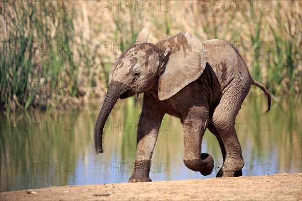 African elephant (Loxodonta africana)